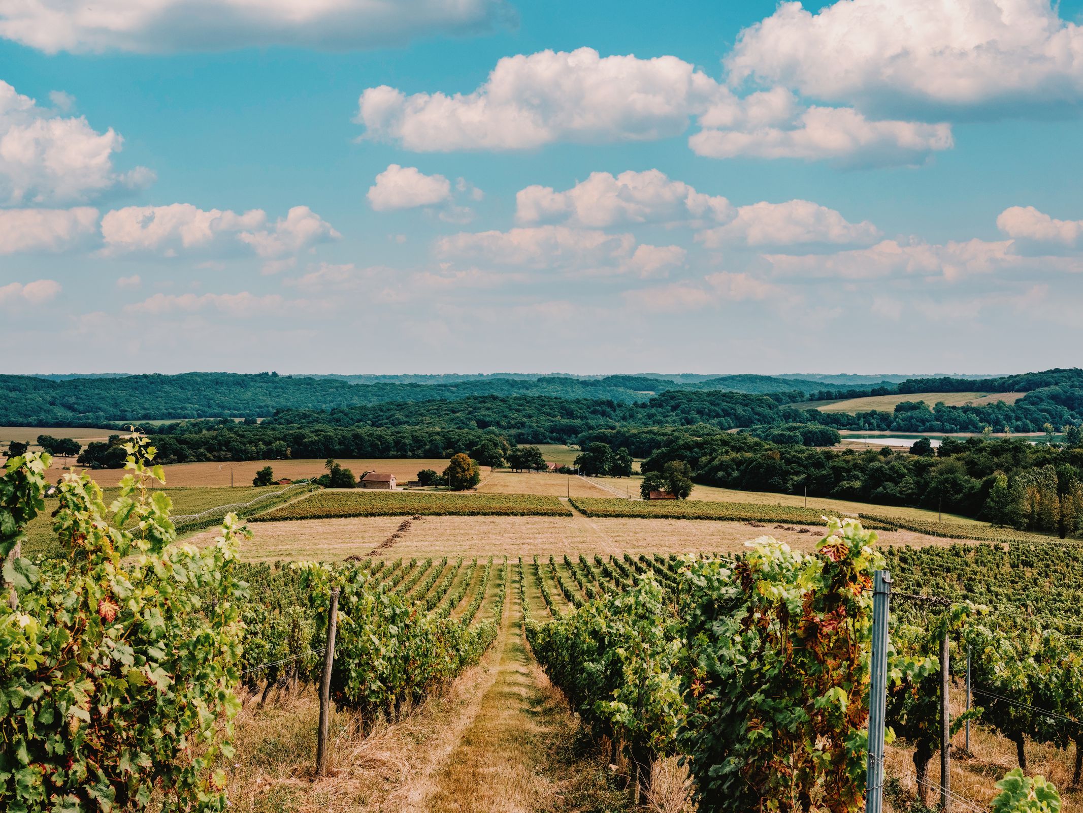 Vignes de Peyros au cœur du paysage gascon