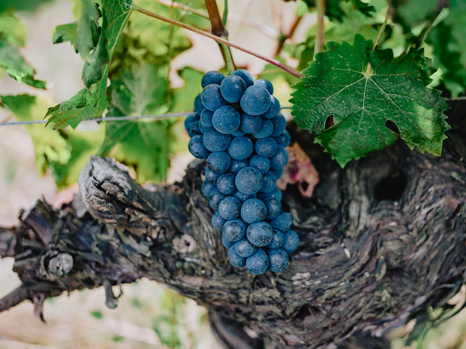Nature et vignes Peyros